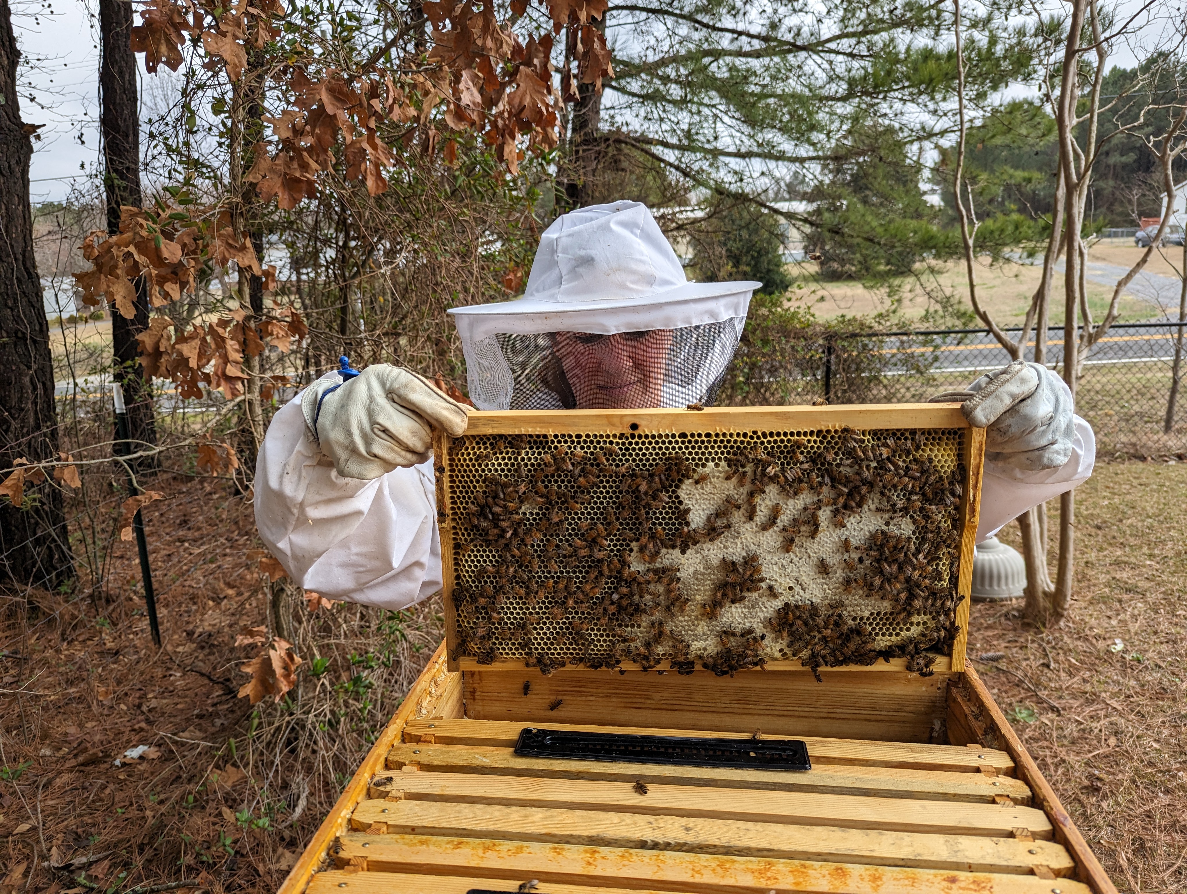 Beehive Update